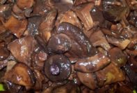 절인 돼지 새끼