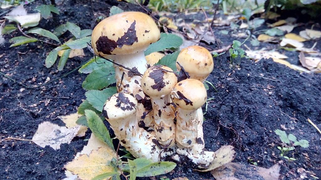 코르티나리아 트리피판스