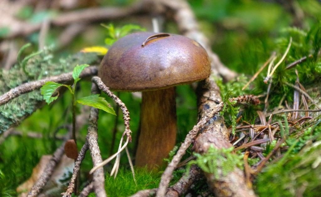 수일루스 보비누스