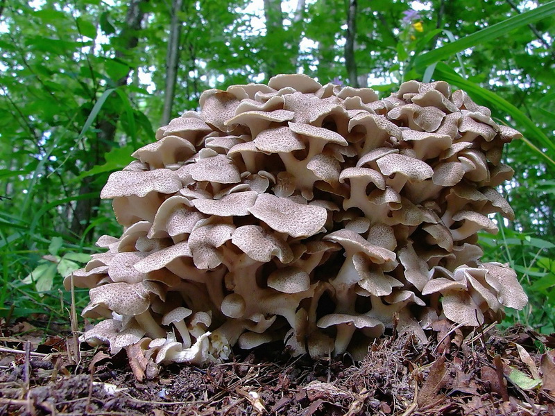 잎이 많은 틴더버섯
