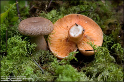 가문비나무 사프란 밀크캡