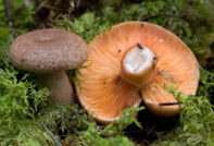 가문비나무 사프란 밀크캡