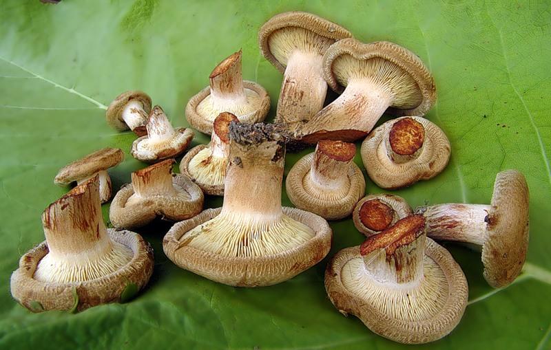 돼지 새끼 모으기