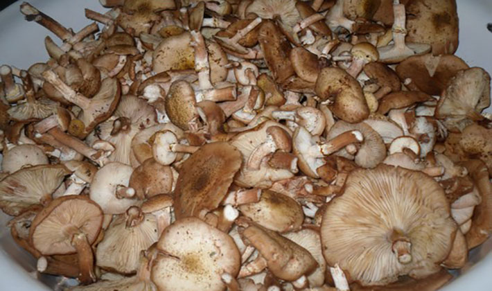 로완버섯 절임 준비