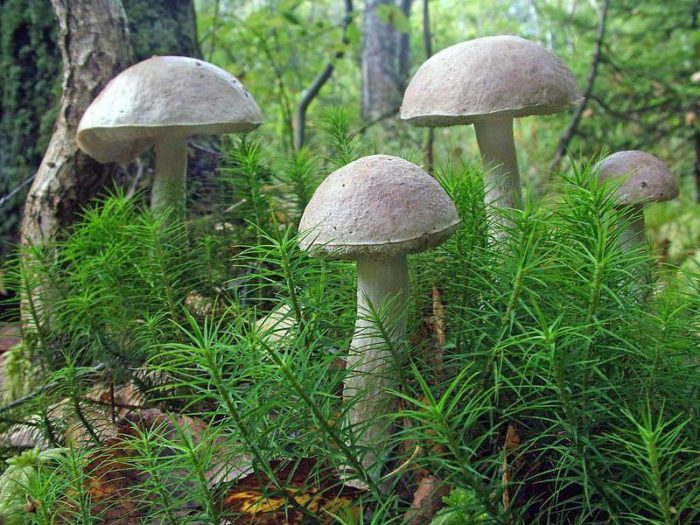 자작나무 볼레투스