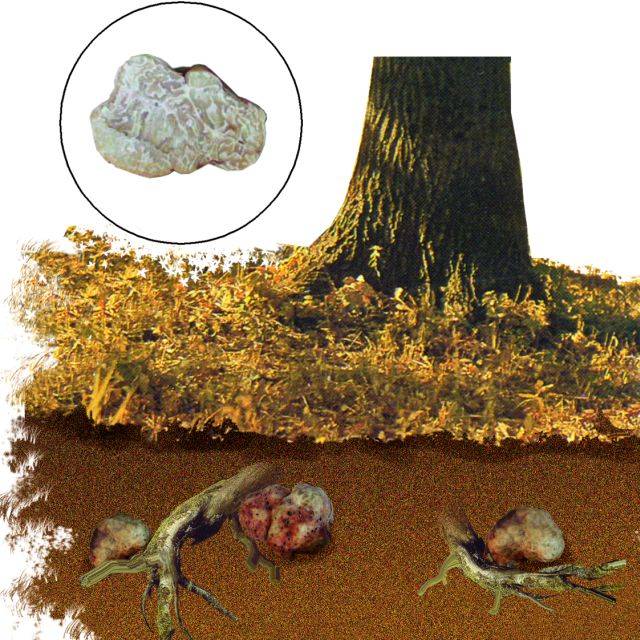 버섯이 자라는 곳