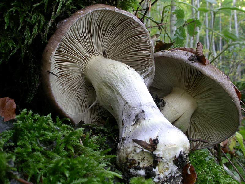 코르티나리아 수페르보