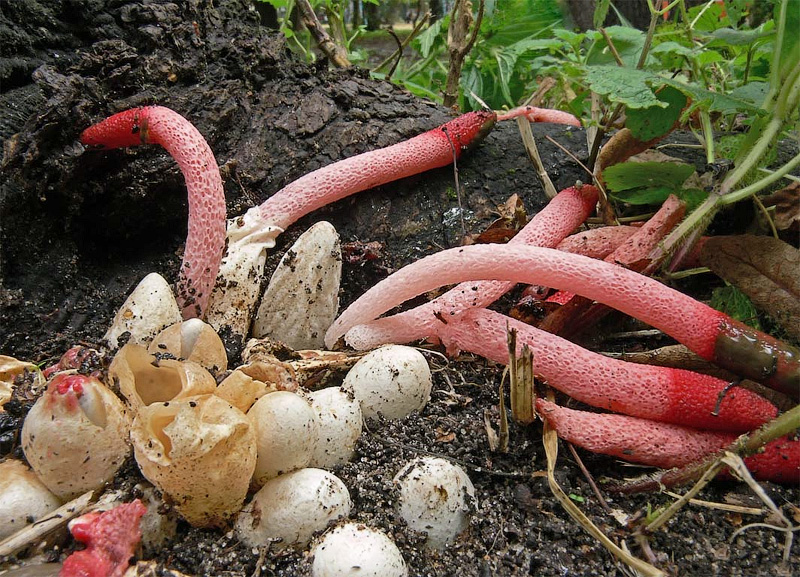 열대 지방의 즐거움