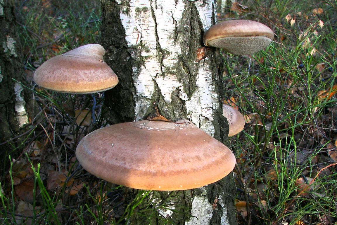 자작나무 부싯깃버섯