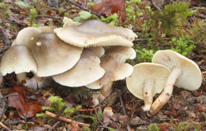 트리콜로마 버섯