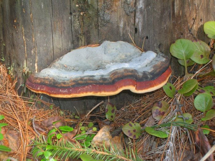 바니시 처리된 틴더 곰팡이