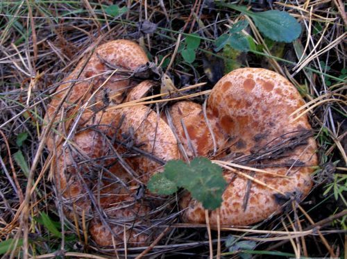 붉은 사프란 밀크캡 버섯