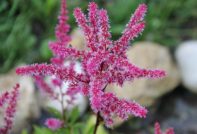 가을철 아스틸베 관리