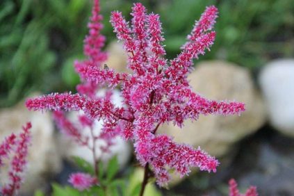 가을철 아스틸베 관리