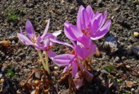 가을 크로커스 또는 콜키쿰