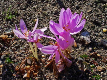 가을 크로커스 또는 콜키쿰
