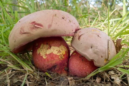 분홍빛 껍질의 볼레투스
