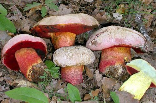 분홍빛 껍질의 볼레투스