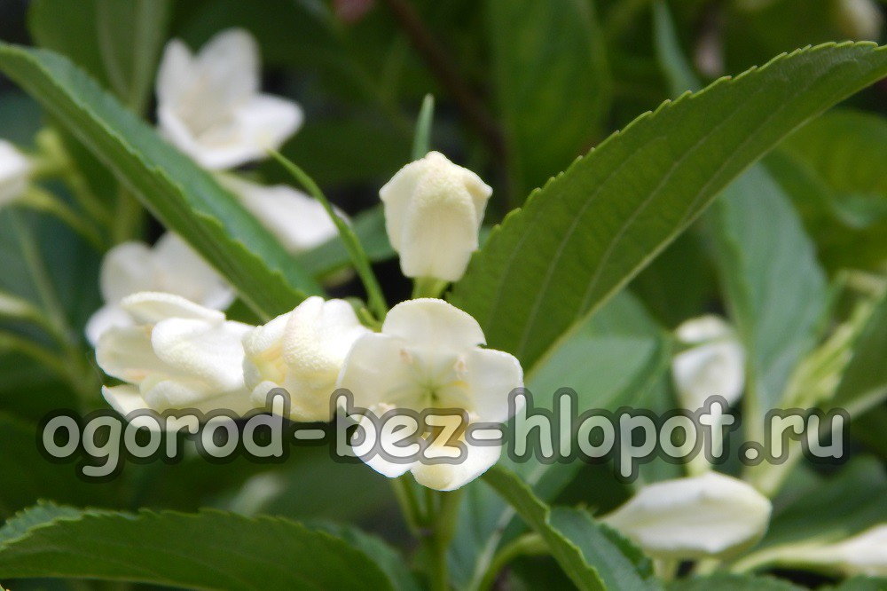 Weigela 품종, 설명