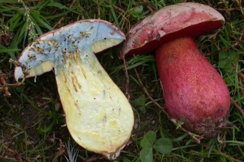 분홍빛 껍질의 볼레투스