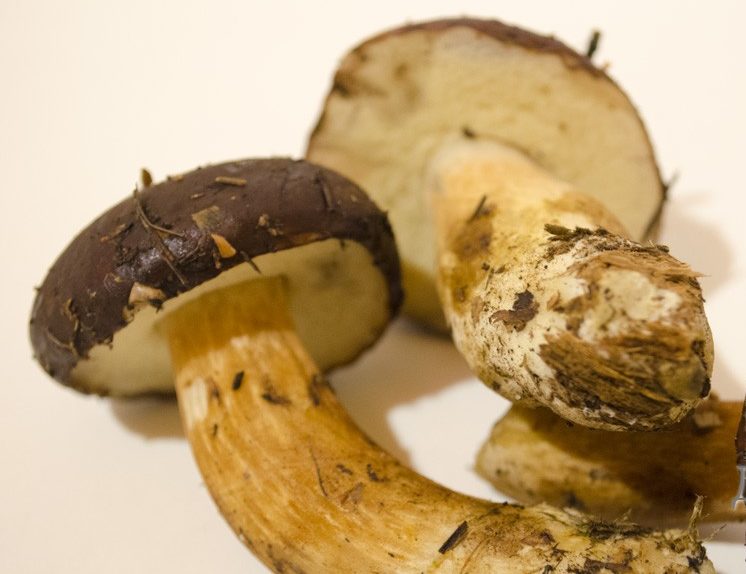 폴란드 버섯 보관