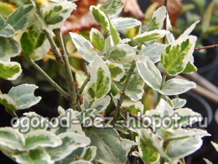 에메랄드 게이어티 품종