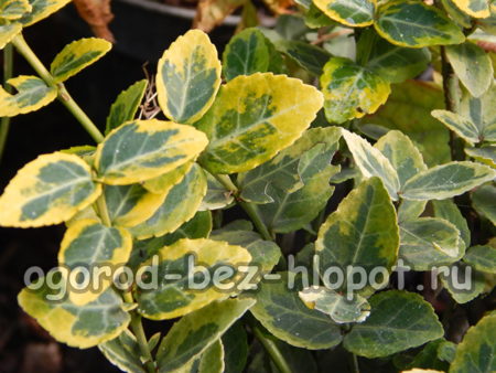 에메랄드 골드 품종