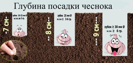 마늘 심기 깊이