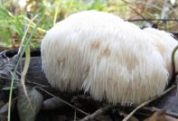 고슴도치 버섯