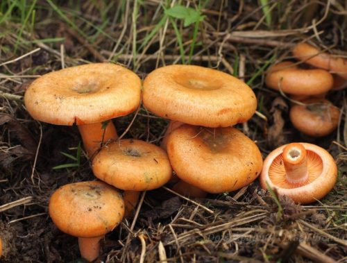 붉은 사프란 밀크캡 버섯