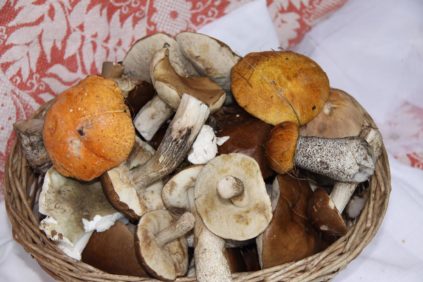 아스펜과 자작나무 꽃송이버섯