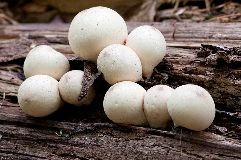 배 모양의 퍼프볼