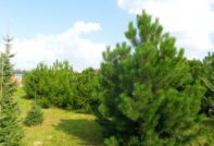 밭에 소나무 심기