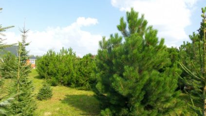 밭에 소나무 심기