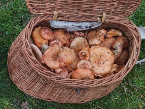 붉은 사프란 밀크캡 버섯