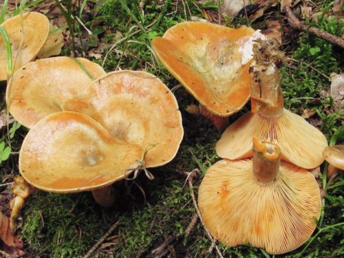 붉은 사프란 밀크캡 버섯