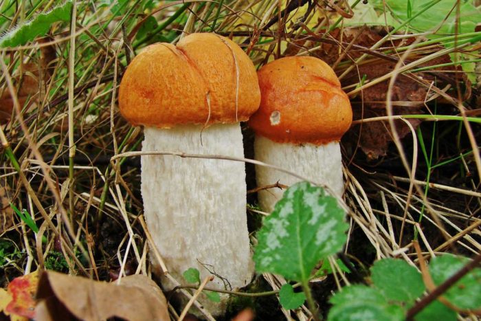 자작나무 볼레투스