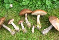 자작나무 볼레투스