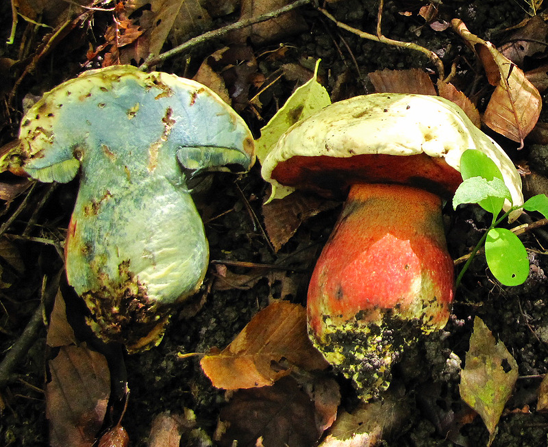 사탄 버섯 펄프