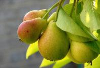 배 "노야브르스카야"