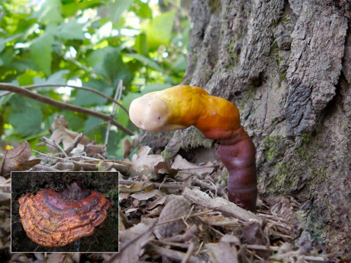 바니시 처리된 틴더 곰팡이