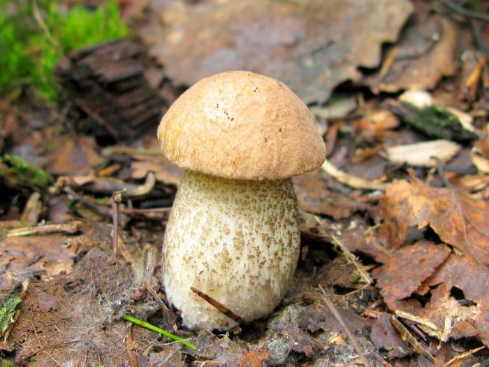 자작나무 볼레투스