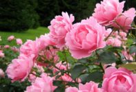 겨울을 대비한 모란 준비