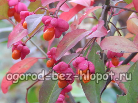 레드 캐스케이드 품종