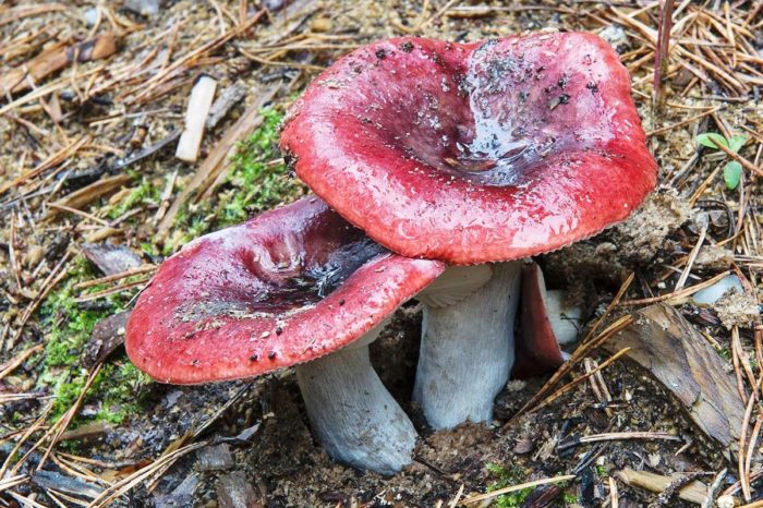 Russula undulata