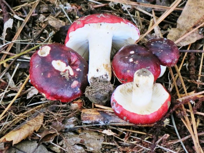 Russula undulata