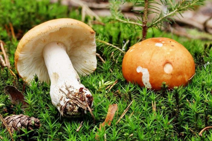 Russula efflorescens