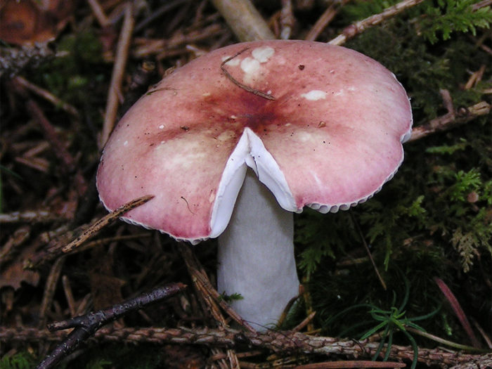 Russula undulata