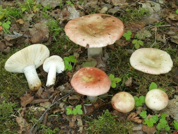 Russula efflorescens
