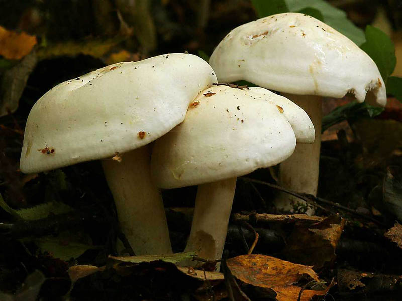 로완버섯을 먹다